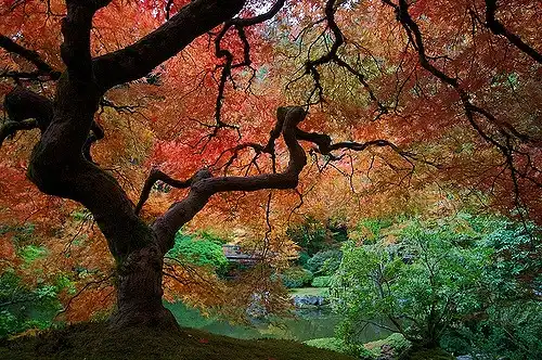 Foto de Acer japonicum (Acer japonicums)
