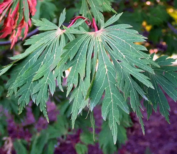 Foto de Acer japonicum (Acer japonicums)