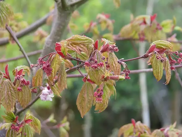 Foto de Acer japonicum - Acer japonicum flowers:peganum