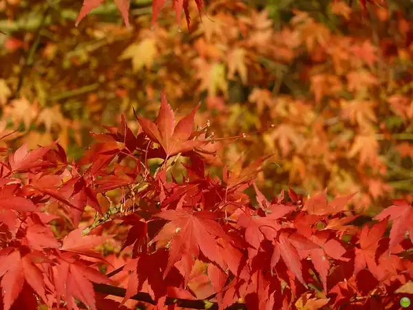 Foto de Acer japonicum - Acer japonicum fall leaves:petrOlly