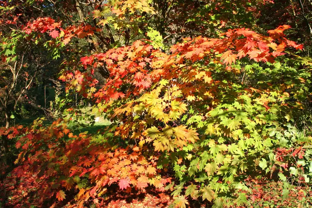 Foto de Acer japonicum - Acer japonicum 'Vitifolium':Jean-Pol GRANDMONT