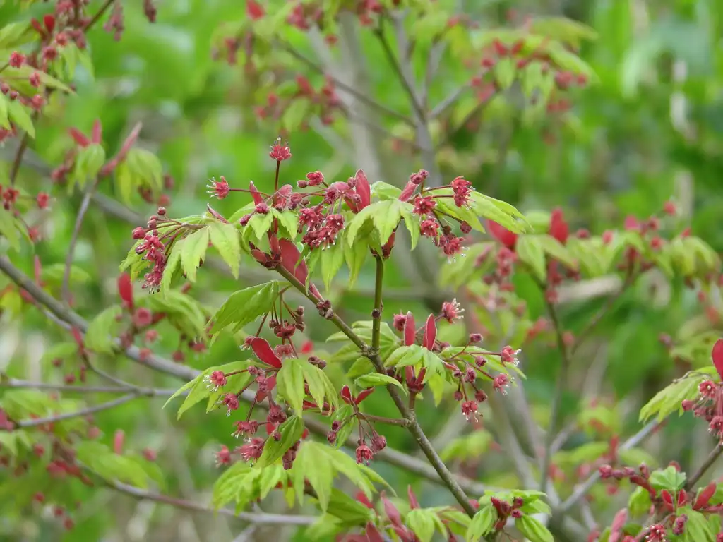 Foto de Acer japonicum - Acer japonicum 'Vitifolium':peganum