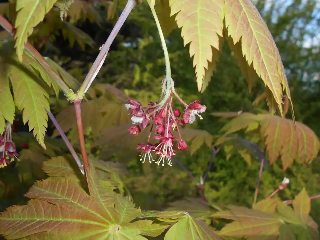 Foto de Acer japonicum - Acer japonicum 'Vitifolium':Salicyna