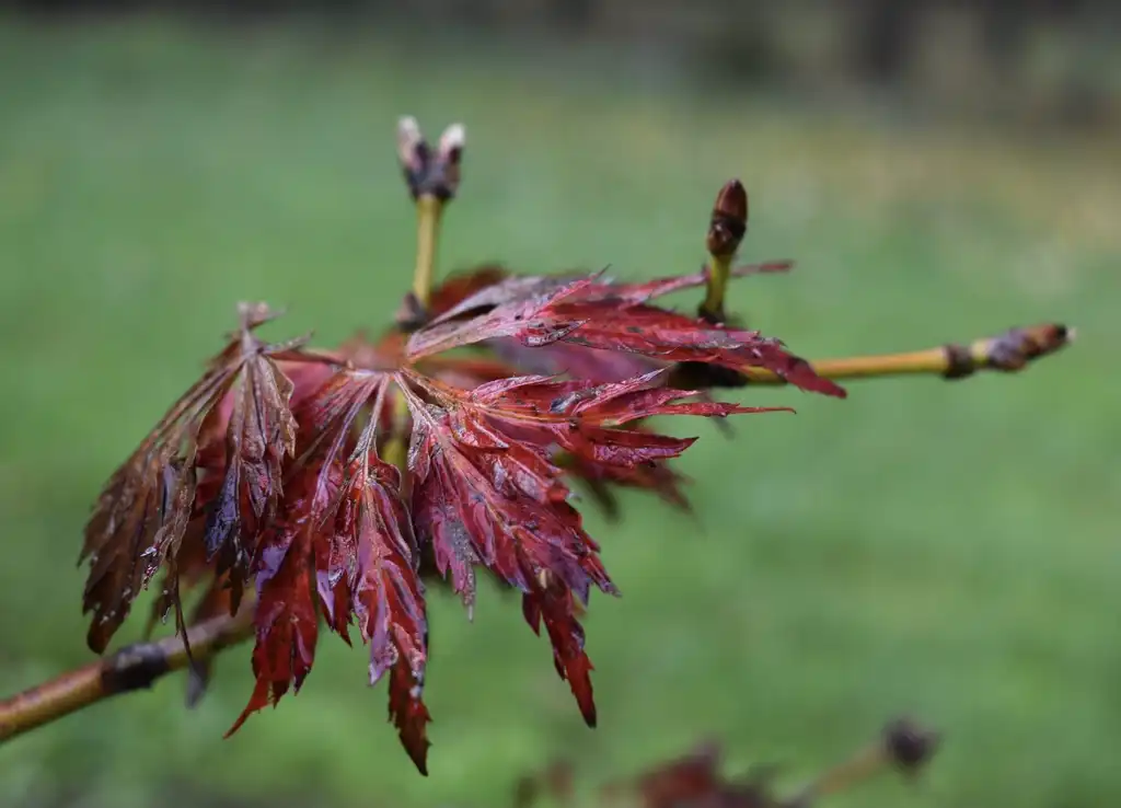 Foto de Acer japonicum - 'Oregon Fern' Leaves and Buds (Wake County,NC)-Fall:Cathy Dewitt