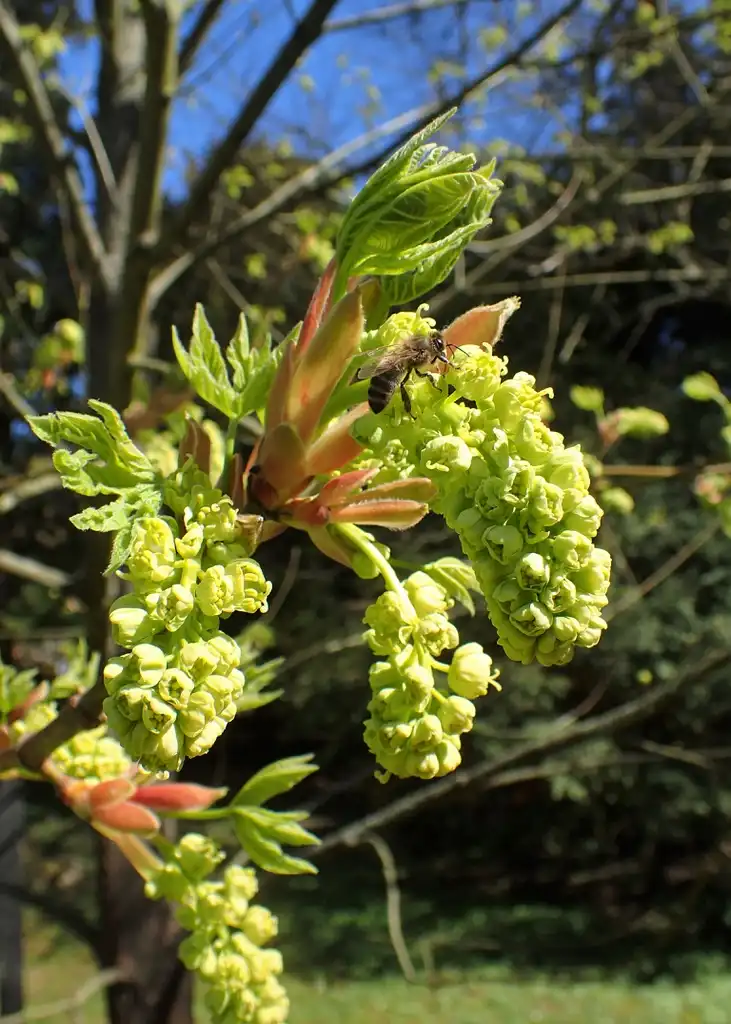 Photo of Acer macrophyllum (Acer macrophyllums)