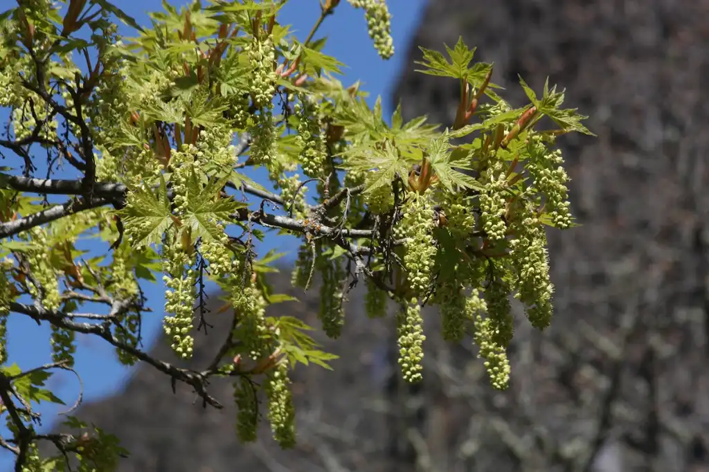 Photo of Acer macrophyllum (Acer macrophyllums)