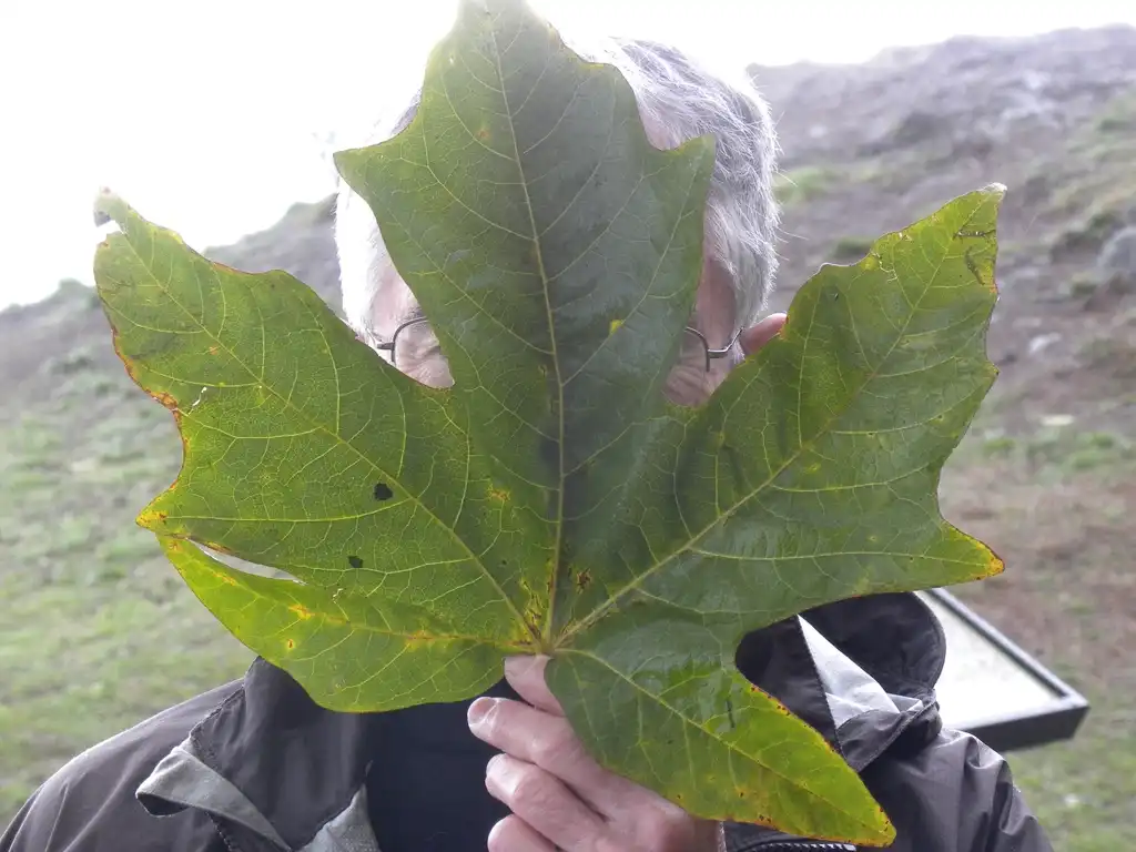 Photo of Acer macrophyllum - Showing the size of the leaf:Peter Stevens