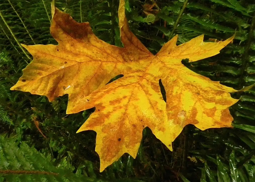 Photo of Acer macrophyllum - Fall Color:Peter Stevens