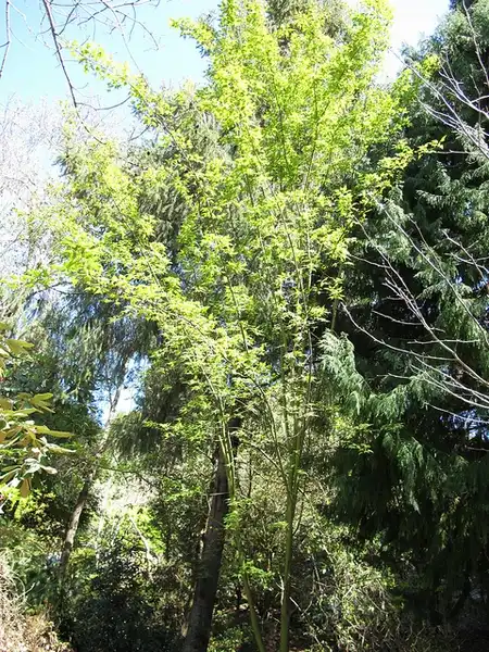 Photo of Acer maximowiczianum (Acer maximowiczianums)