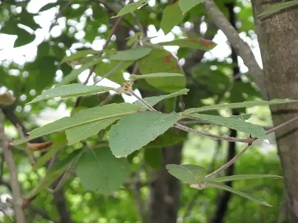Photo of Acer maximowiczianum (Acer maximowiczianums)