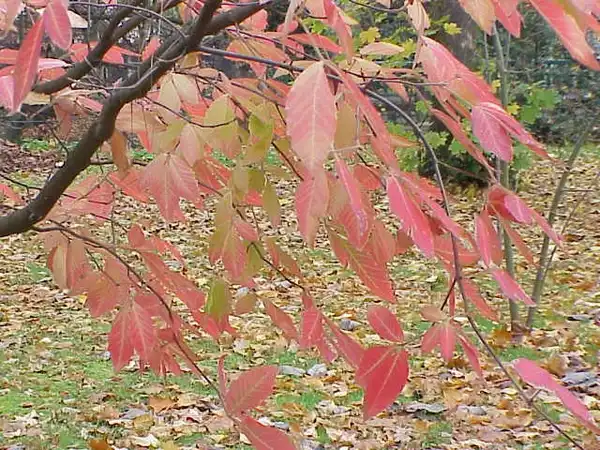 Photo of Acer maximowiczianum - Fall color:Sony Mavica