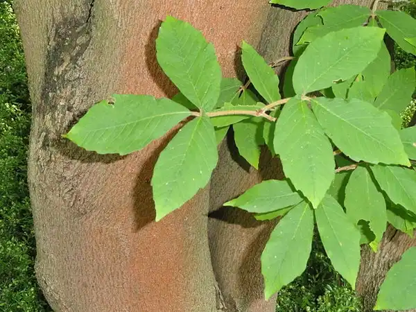 Photo of Acer maximowiczianum - Close up of leaves: