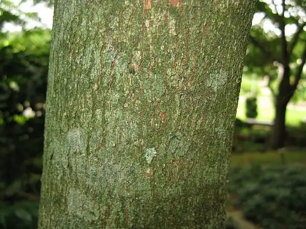 Photo of Acer maximowiczianum - Bark:KENPEI