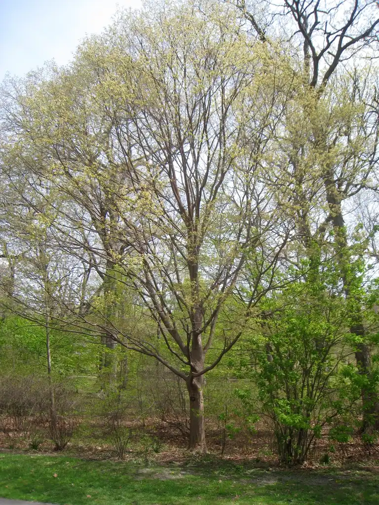 Photo of Acer maximowiczianum - Acer maximowiczianum:Daderot
