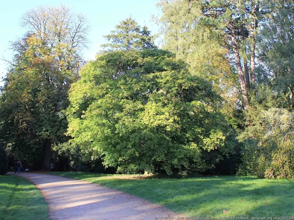 Photo of Acer maximowiczianum - Acer maximowiczianum:David P Howard