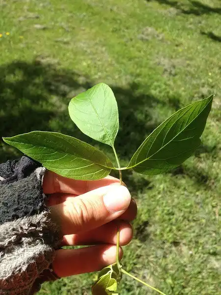 Photo of Acer maximowiczianum - Note the compound trifolate leaves:Jon Sullivan