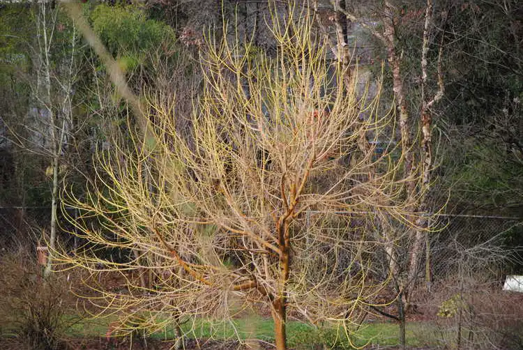 Photo of Acer negundo 'Winter Lightning' (Acer negundo 'Winter Lightning's)