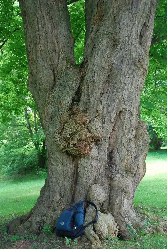 Foto de Acer negundo (Acer negundos)