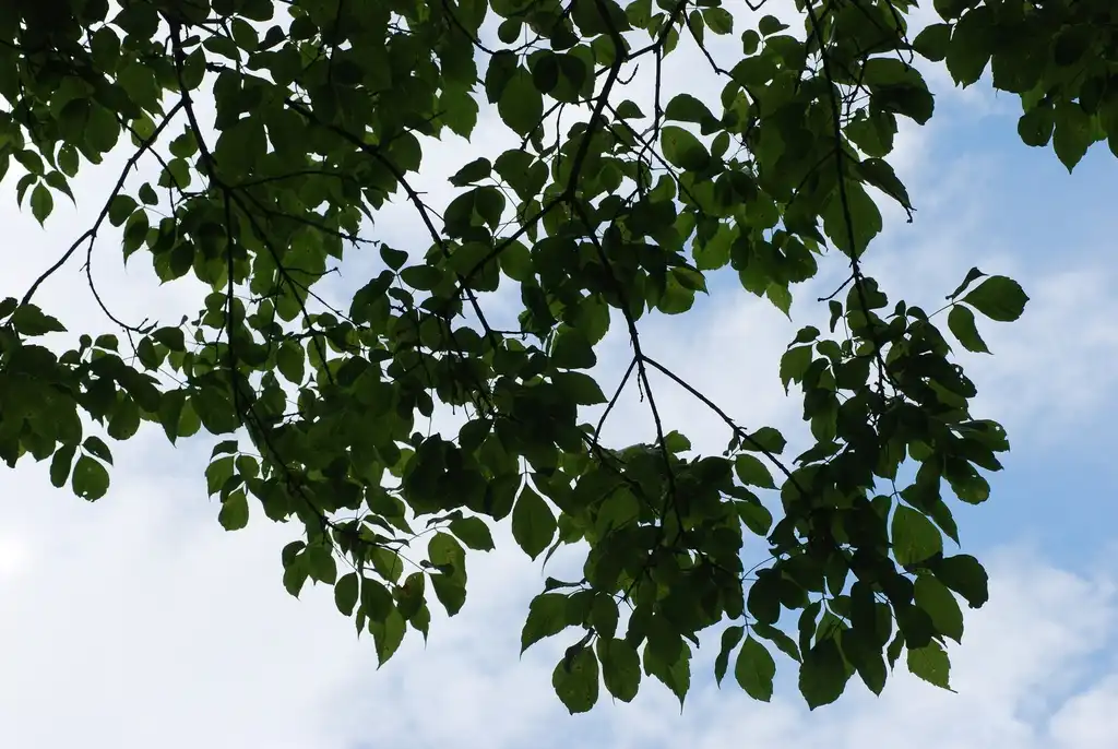 Foto de Acer negundo (Acer negundos)