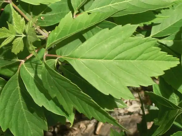 Foto de Acer negundo - Close up of leaves.:Andrey Zharkikh