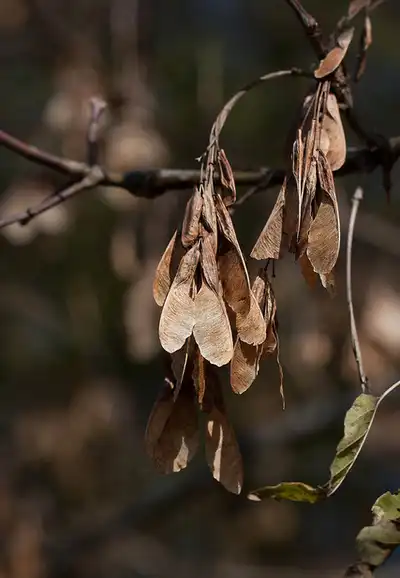 Foto de Acer negundo - Mature samaras:Kent McFarland