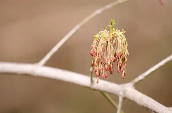 Foto de Acer negundo - Flowers:Suzanne Cadwell