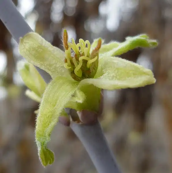 Foto de Acer negundo - Flower close up:Thayne Tuason