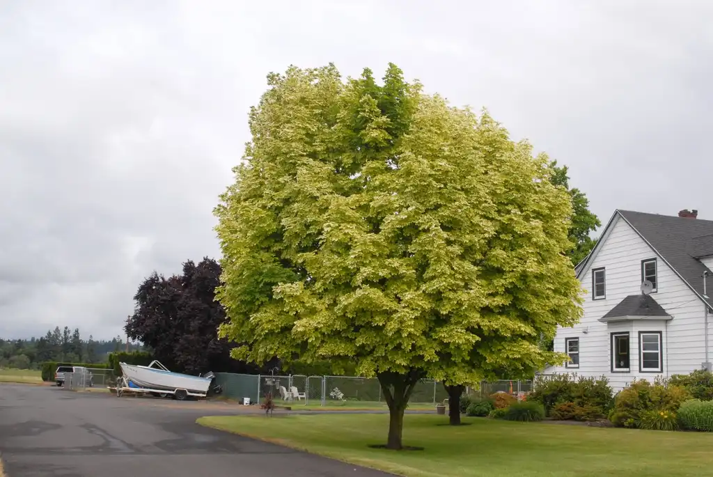 Foto de Acer negundo - Acer negundo 'Variegata sport' Form:Jim Robbins