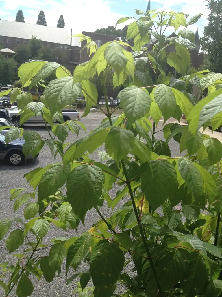 Foto de Acer negundo - Leaves (Ashville, NC):Jim Robbins