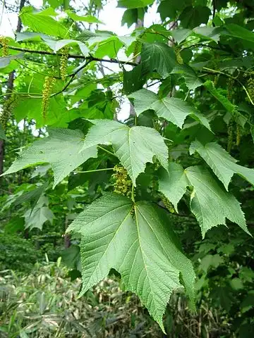Photo of Acer nipponicum (Acer nipponicums)