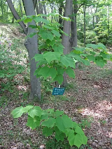 Photo of Acer nipponicum (Acer nipponicums)