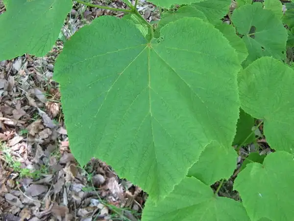 Photo of Acer nipponicum - Leaf close-up:KENPEI