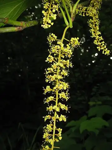 Photo of Acer nipponicum - Close up of flowers:Quert1234
