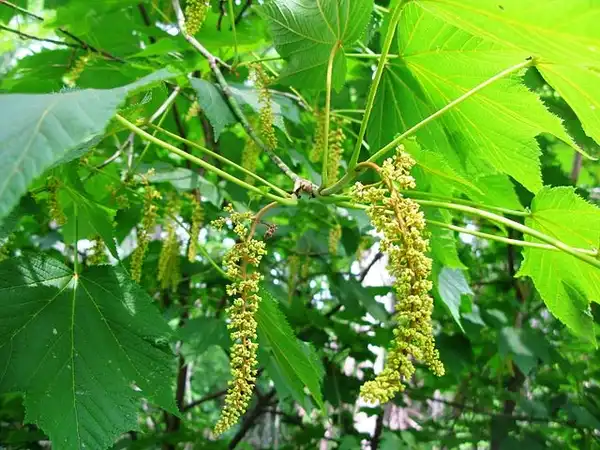 Photo of Acer nipponicum - Flowers:Quert1234