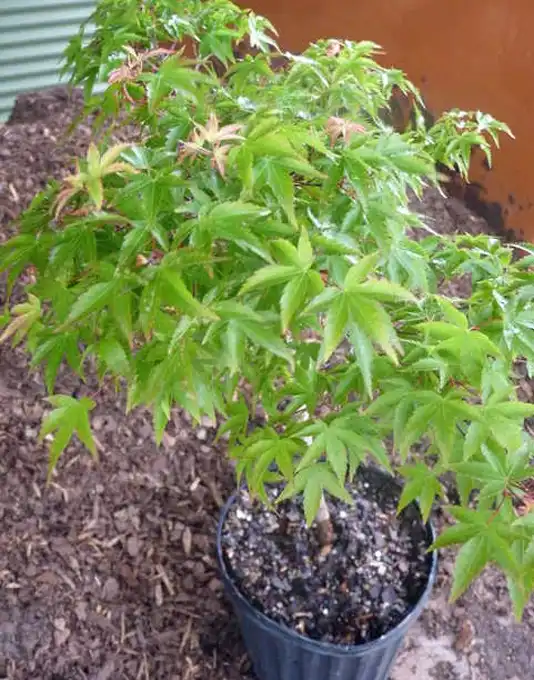 Photo of Acer palmatum 'Kiyohime' (Acer palmatum 'Kiyohime's)