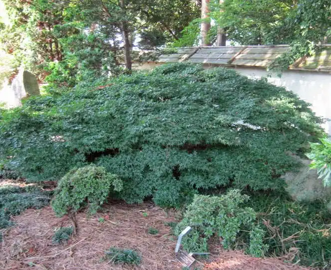 Photo of Acer palmatum 'Kiyohime' (Acer palmatum 'Kiyohime's)