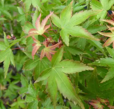 Photo of Acer palmatum 'Kiyohime' - Leaf close up:Nancy Doubrava