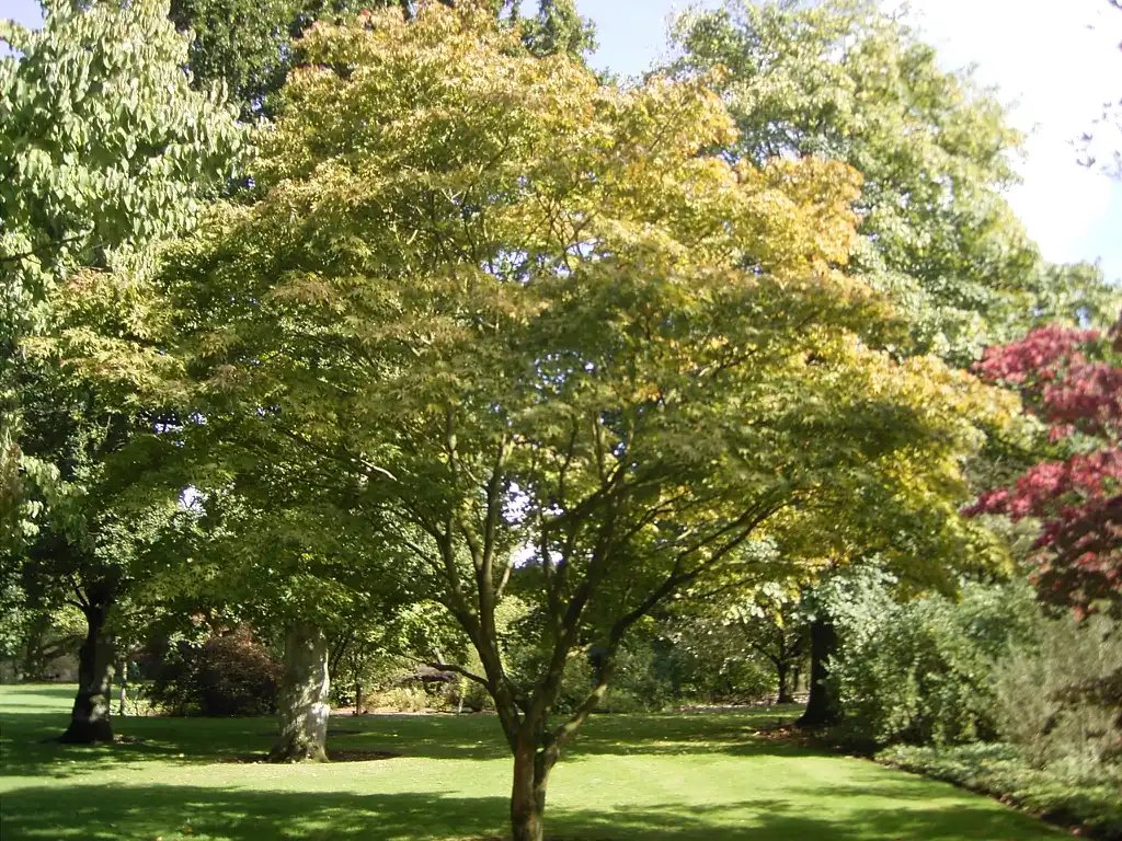Foto de Acer palmatum 'Osakazuki' (Acer palmatum 'Osakazuki's)