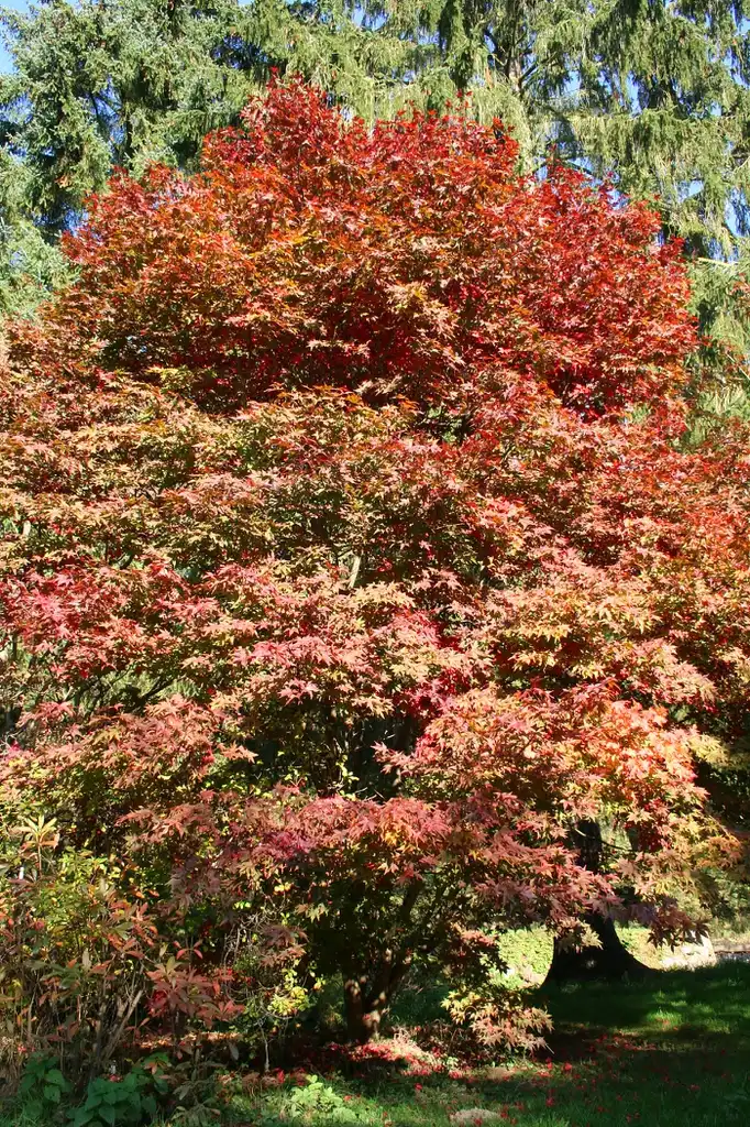 Foto de Acer palmatum 'Osakazuki' (Acer palmatum 'Osakazuki's)