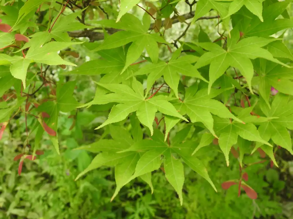 Foto de Acer palmatum 'Osakazuki' - Leaves in the summer.:Kathleen Moore