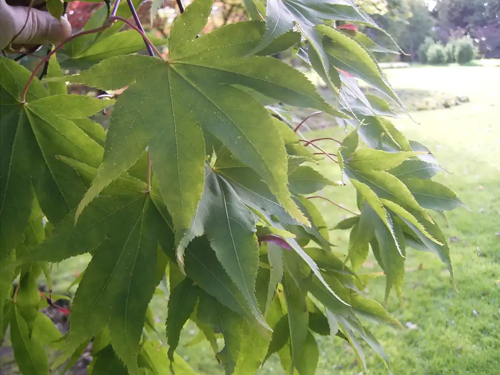 Foto de Acer palmatum 'Osakazuki' - Leaves:TeunSpaans