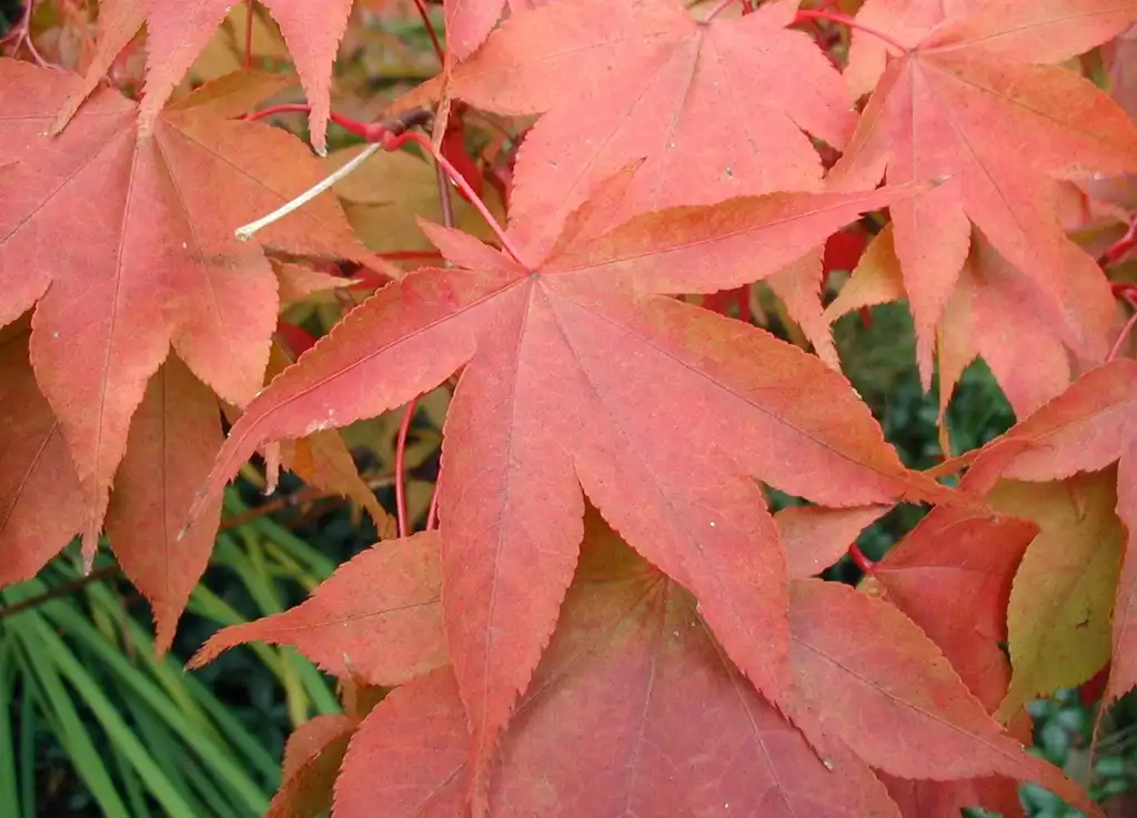 Foto de Acer palmatum 'Osakazuki' - Fall leaves:Sten Porse