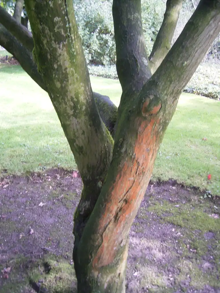 Foto de Acer palmatum 'Osakazuki' - Trunk:TeunSpaans