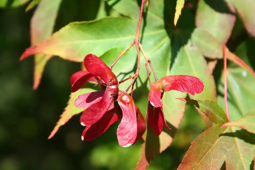 Foto de Acer palmatum 'Osakazuki' - Samara:Jean-Pol GRANDMONT