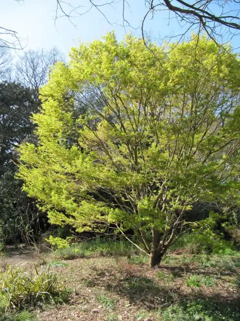 Фото Acer palmatum 'Sango-kaku' (Acer palmatum 'Sango-kaku's)