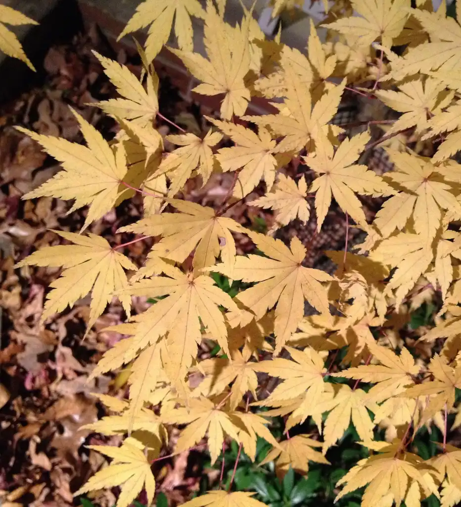 Фото Acer palmatum 'Sango-kaku' - Fall Color Leaf:Jim Robbins