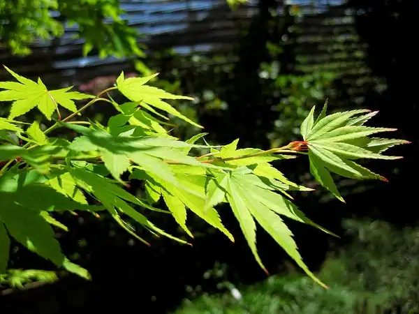 Фото Acer palmatum 'Sango-kaku' - Acer palmatum 'Sango-kaku' leaves:Scott Ackerman