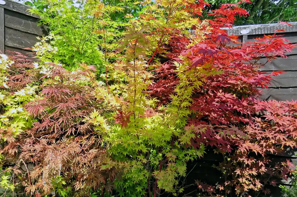 Фото Acer palmatum 'Sango-kaku' - Acer palmatum 'Sango-kaku':Acabashi