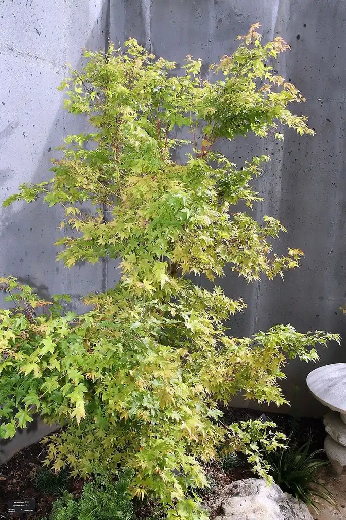Фото Acer palmatum 'Sango-kaku' - Acer palmatum 'Sango-kaku':David J.Stang