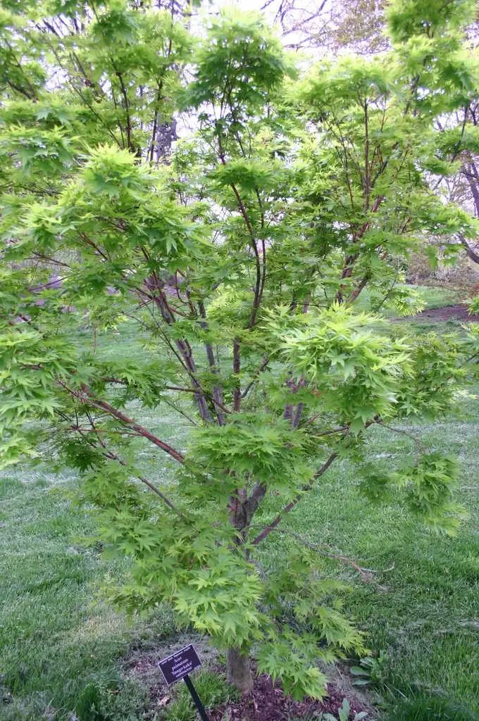 Фото Acer palmatum 'Sango-kaku' - Coral bark Japanese maple, Acer palmatum 'Sango-kaku' Sapindaceae:Ryan Somma